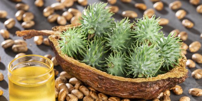 the seeds, fruit, and oil of the castor plant