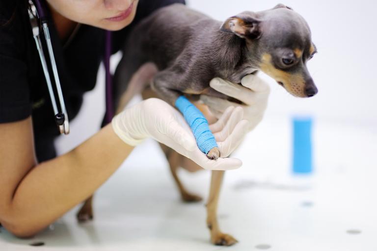 a vet checking on a dog with leg pain